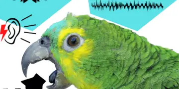 parrot noises