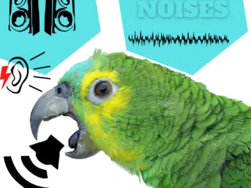 parrot noises