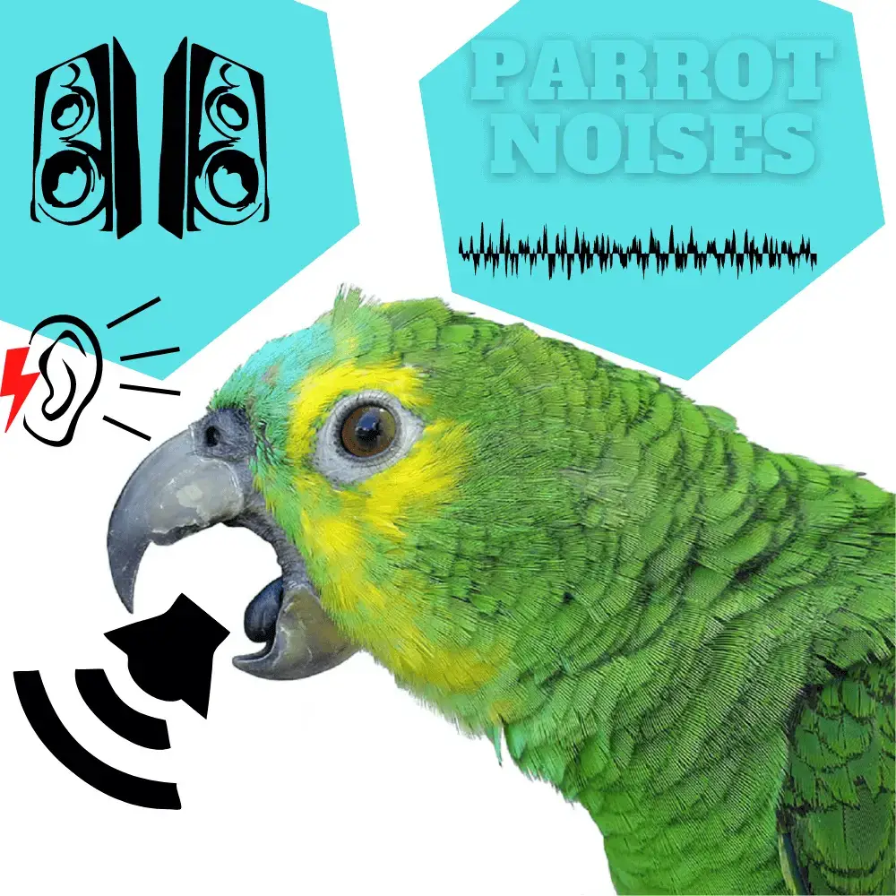Parrot noises - parrot who talks | Why is my parrot making noises?