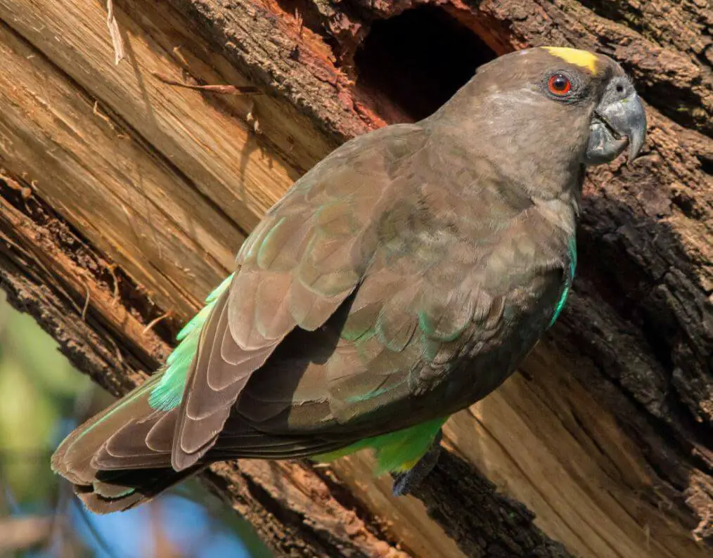 the meyer's parrot