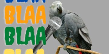 African-grey-parrot
