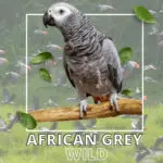 African grey wild