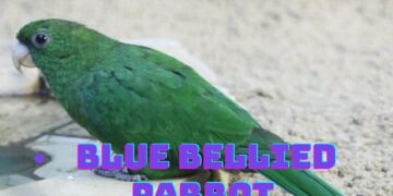 blue bellied bird