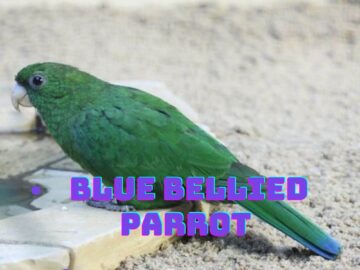 blue bellied bird