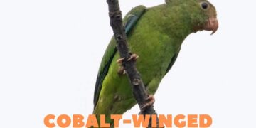 Cobalt-winged Parakeet