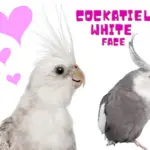 Cockatiel white face