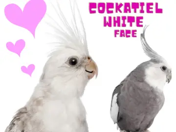 Cockatiel white face