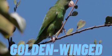 Golden winged Parakeet