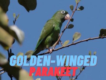 Golden winged Parakeet