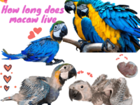 How long does macaw live