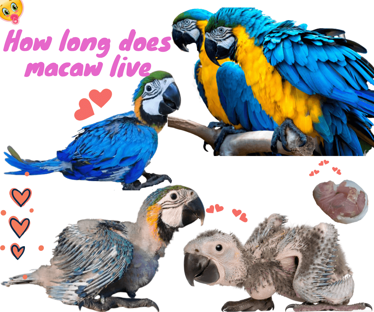 How long does macaw live