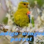 Indigo-winged Parrots