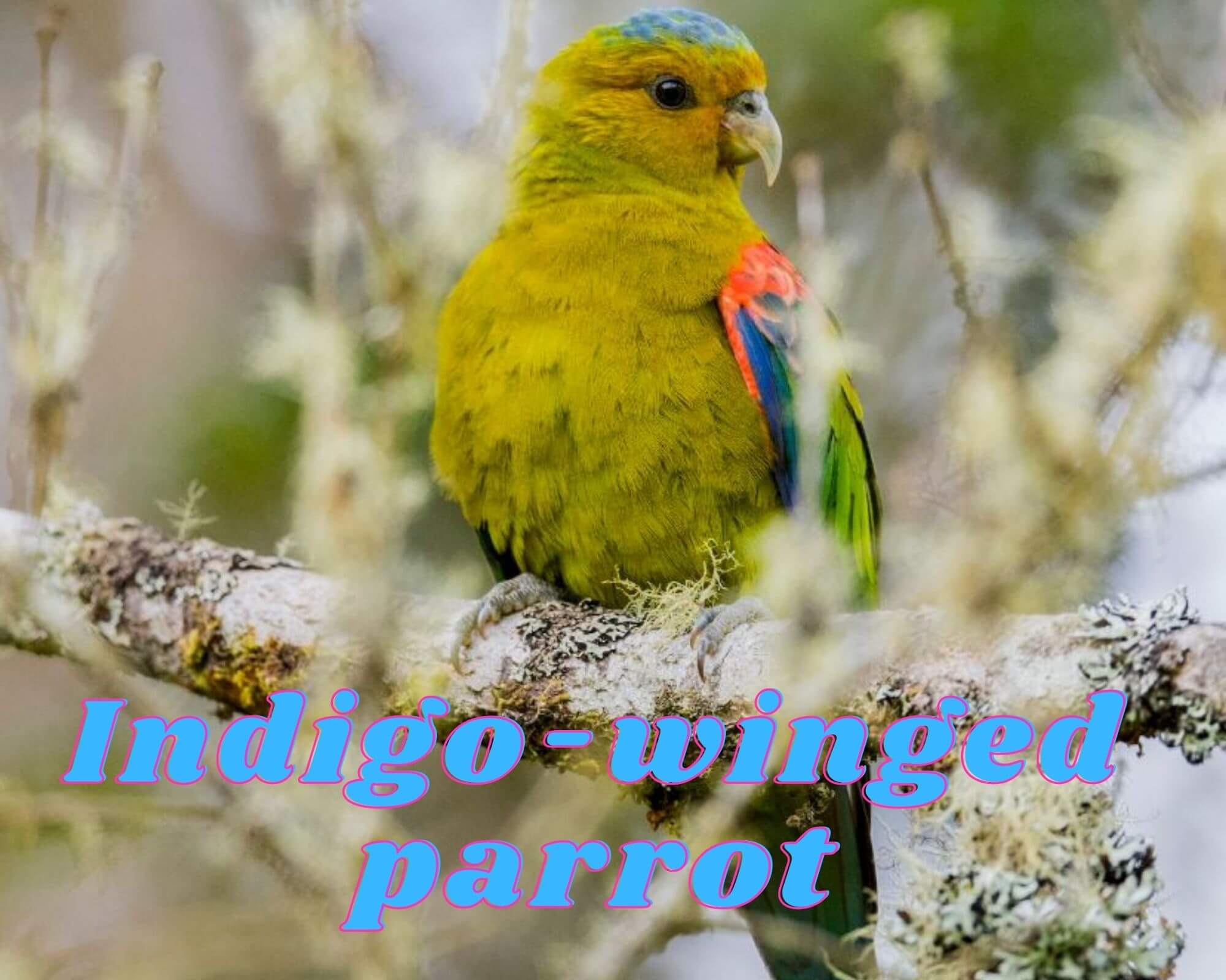 Indigo-winged Parrots