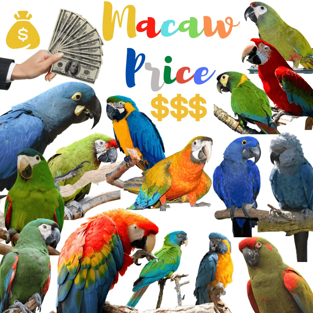 Macaw Price