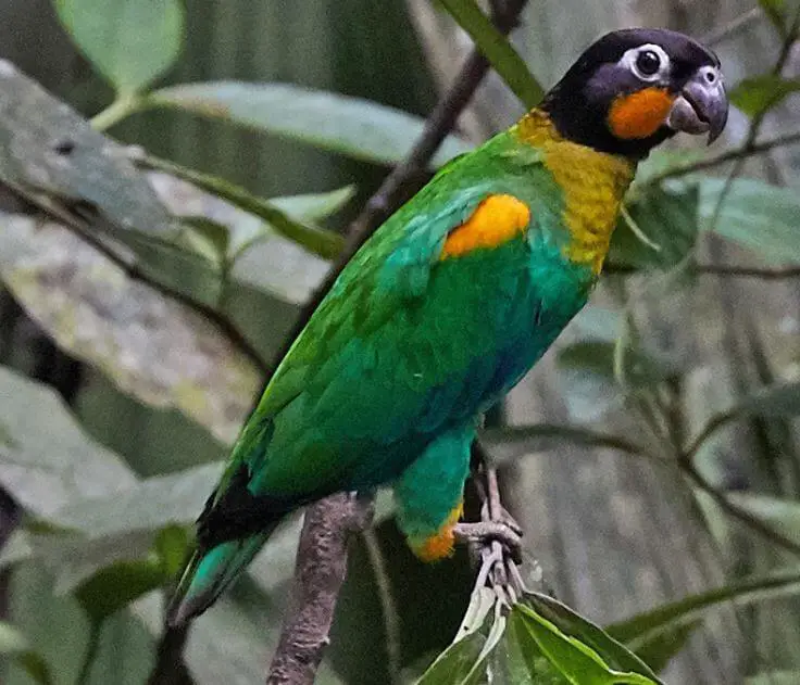 Orange-cheeked Parrot