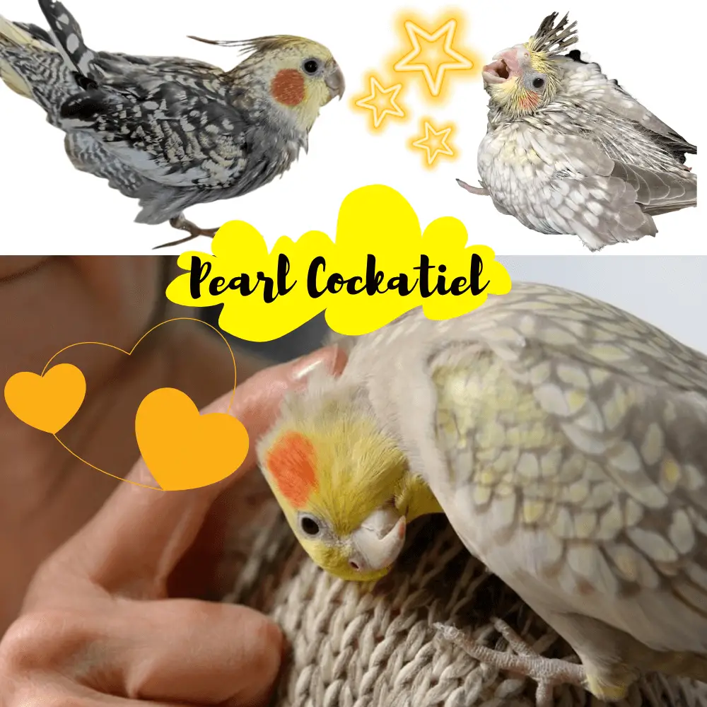 Pearl Cockatiel