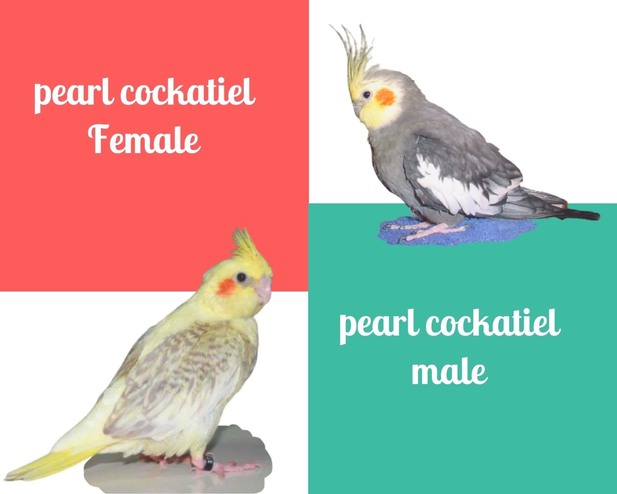 Pearl cockatiel