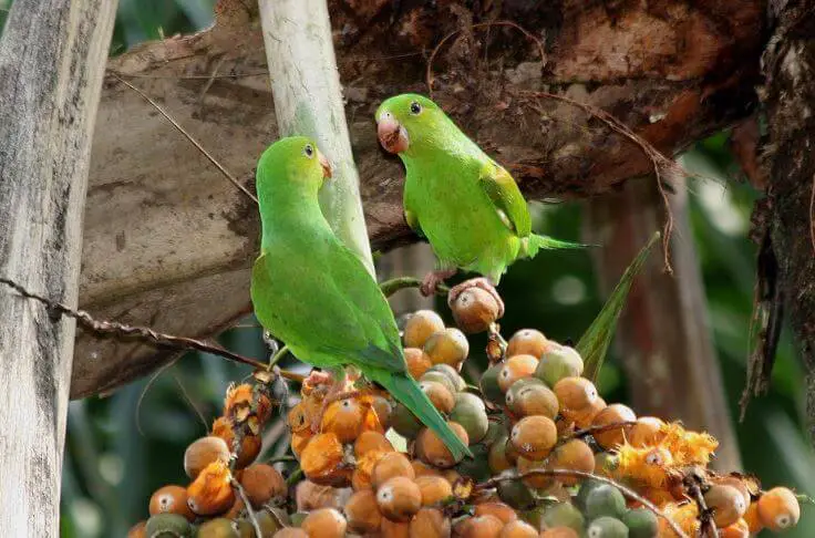 Plain Parakeets