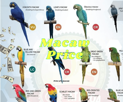 Price of a macaw - Macaw Price | How much does macaw cost