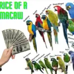 Price of a macaw