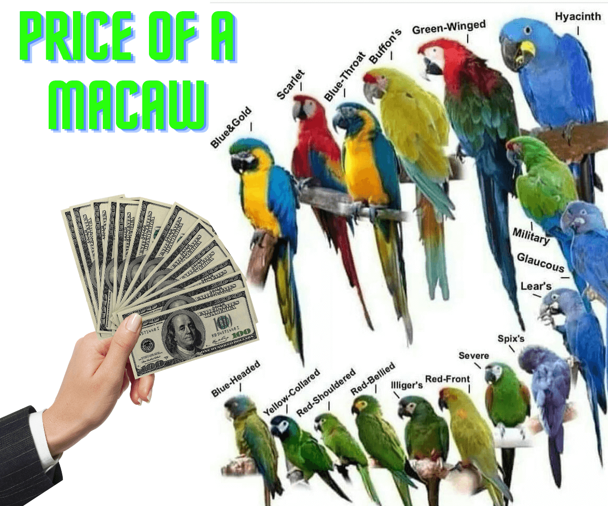 Price of a macaw