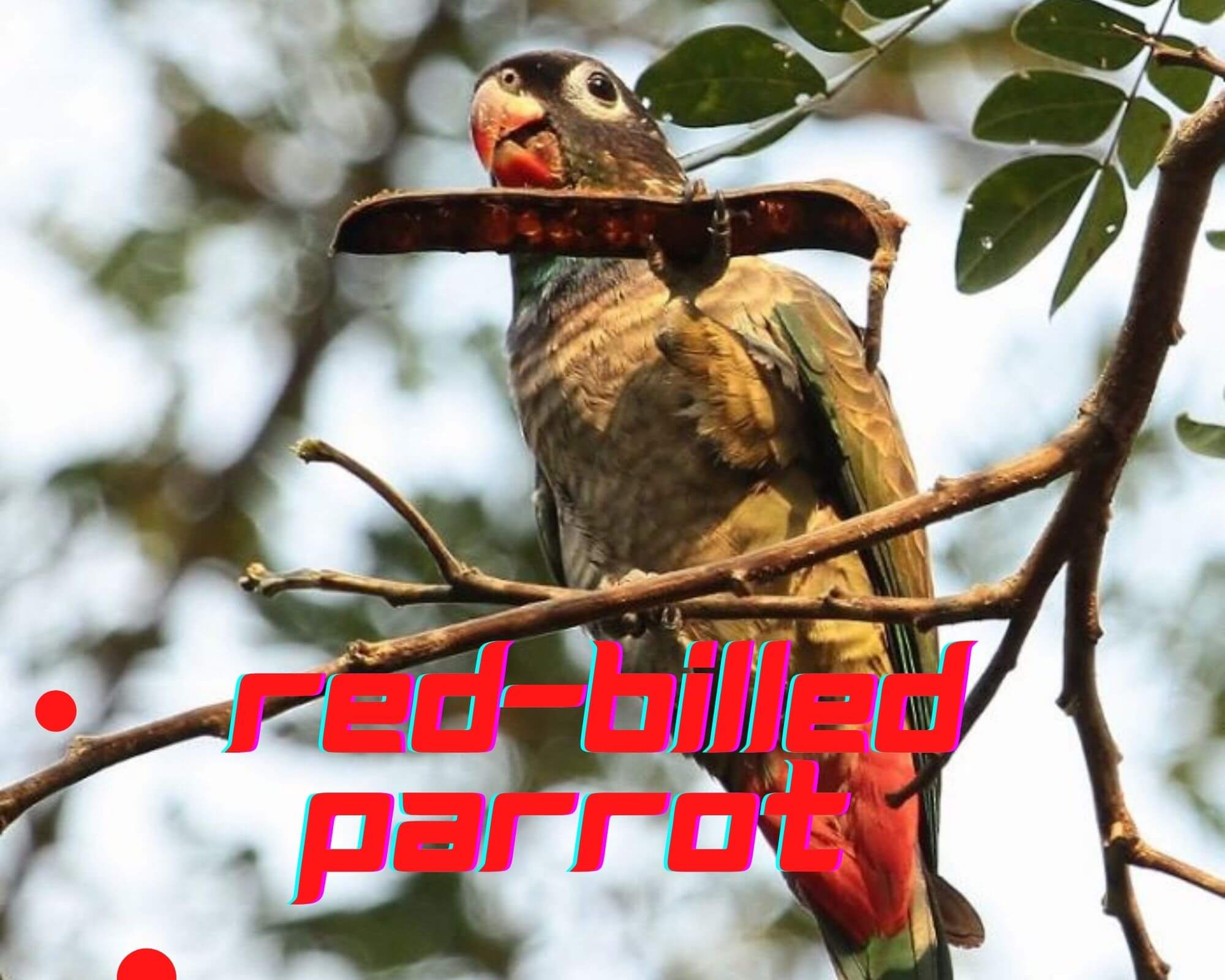 Red billed Parrot