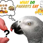 What do parrots eat