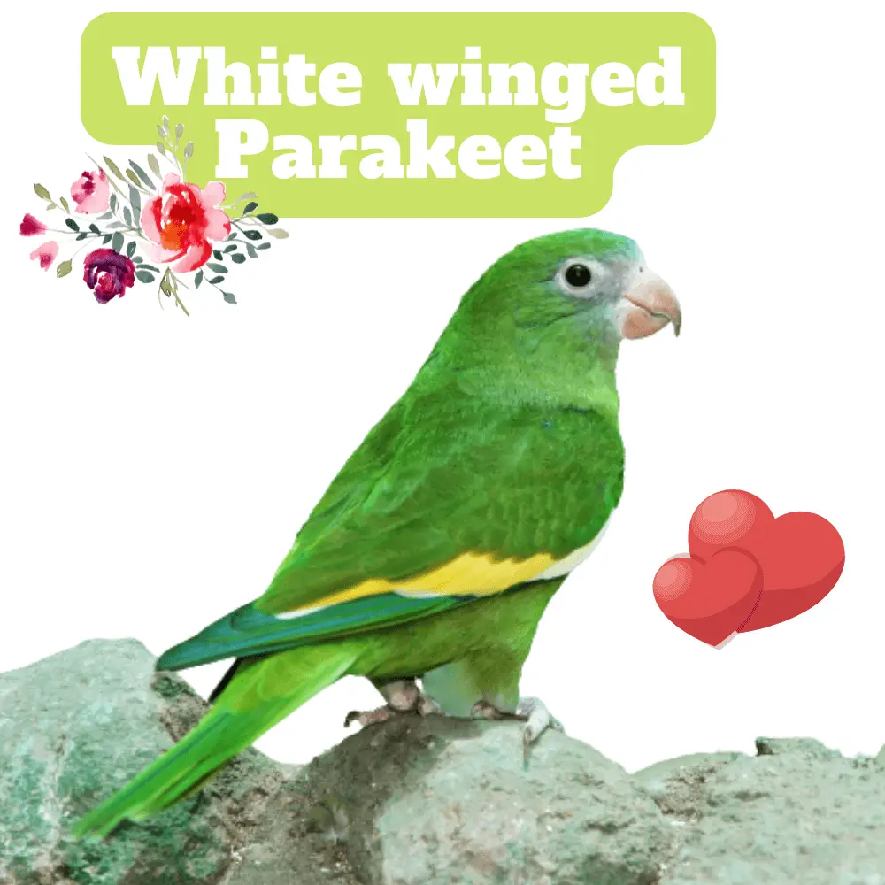 White winged Parakeet