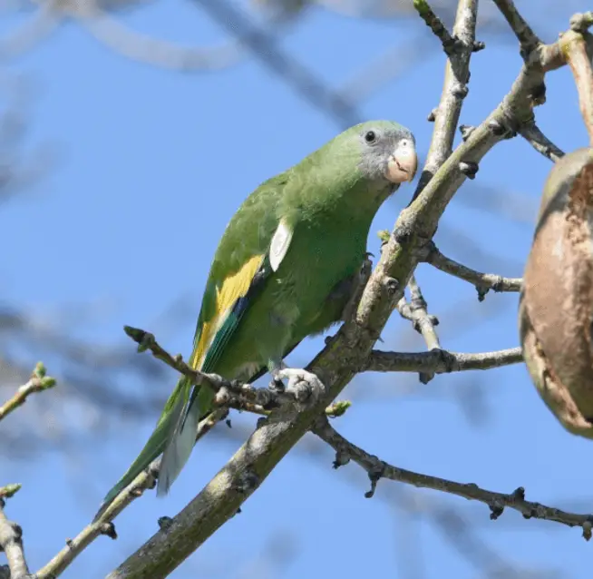 Whitewinged Parakeets