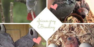 african grey Breeding