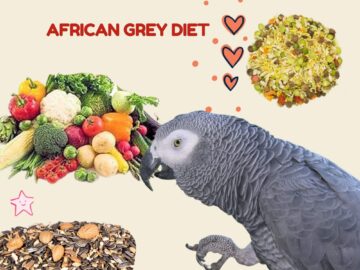 african grey diet