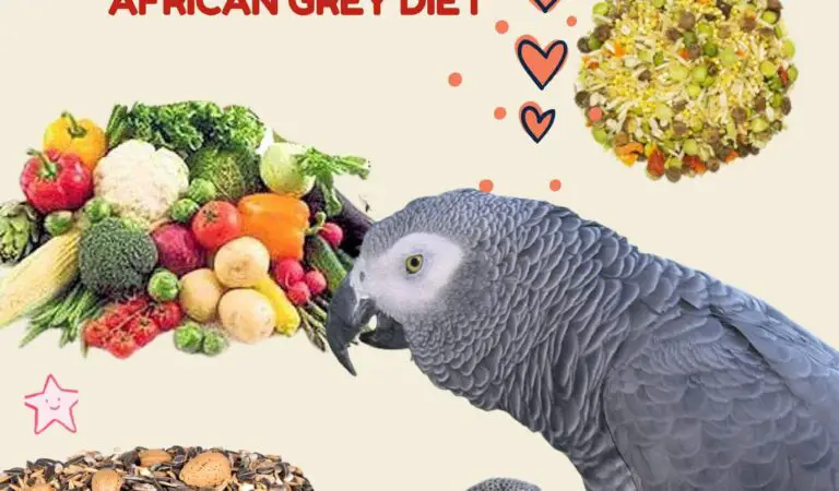 African grey diet