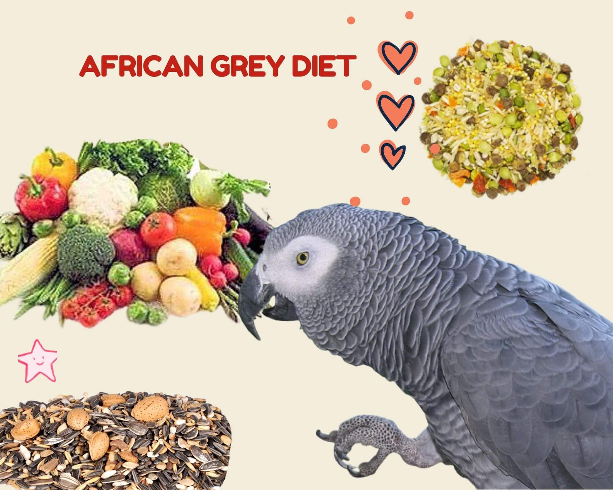 African Grey Diet Diet And Foraging Food Capture And Consumption