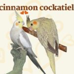 cinnamon cockatiel
