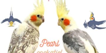 cockatiel pearl
