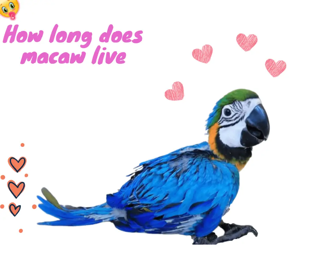 macaw life span