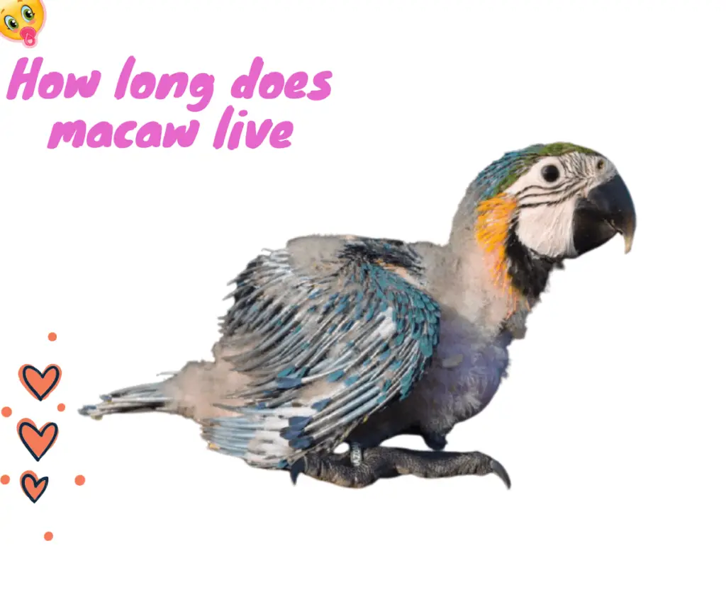 macaw life span