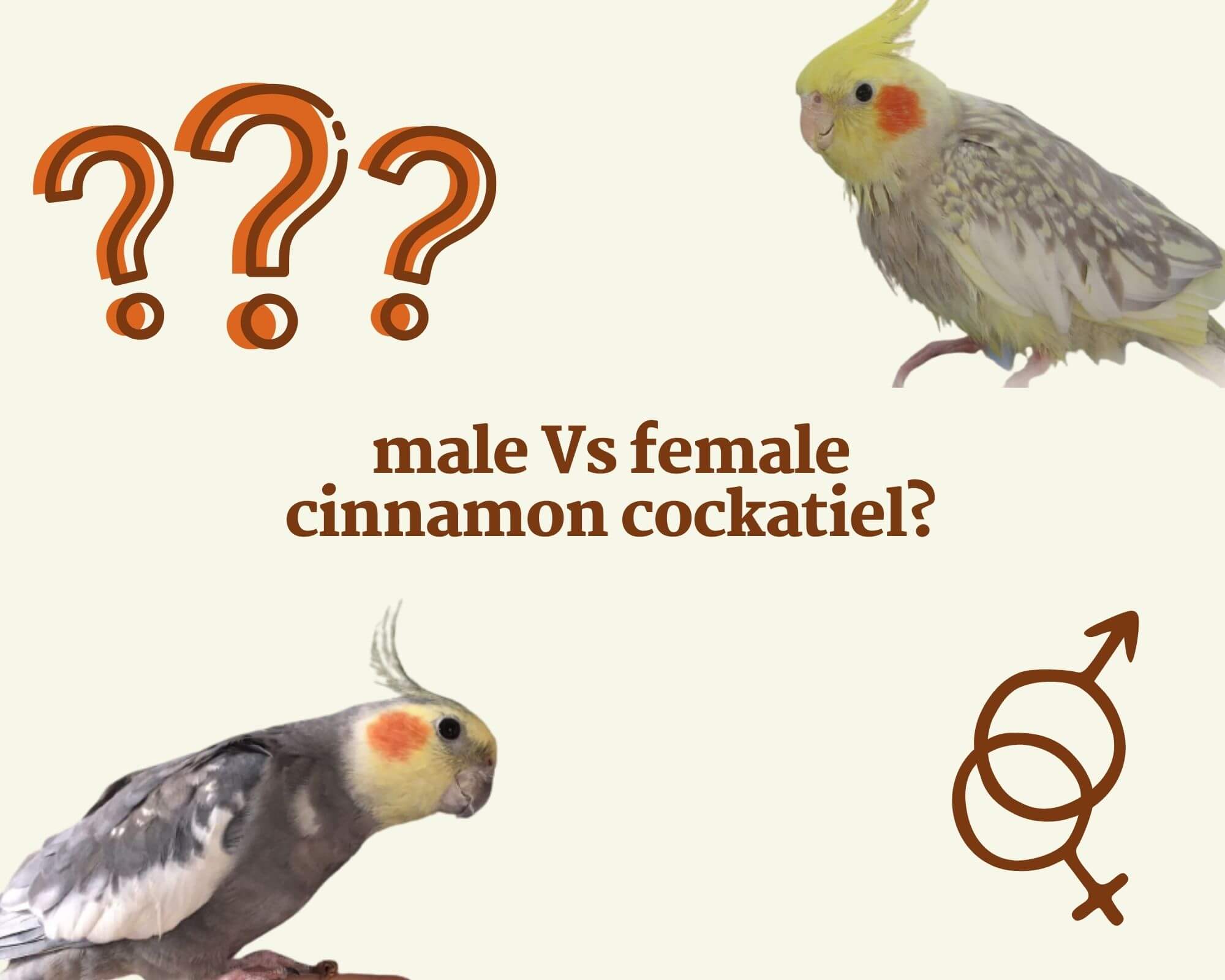 cinnamon cockatiel male or female
