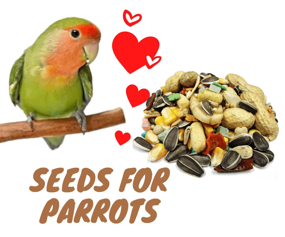 seeds for parrots