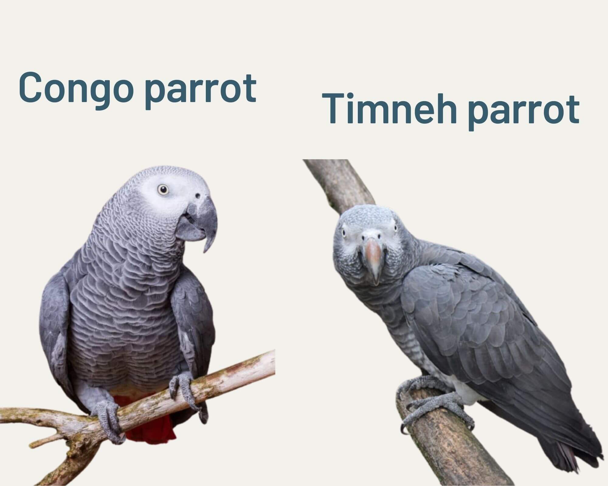 timneh & congo parrot