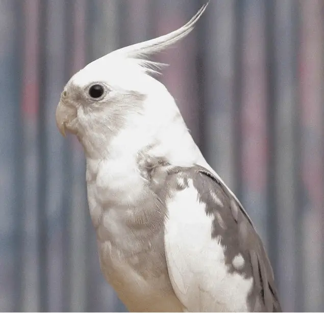 white face cockatiel