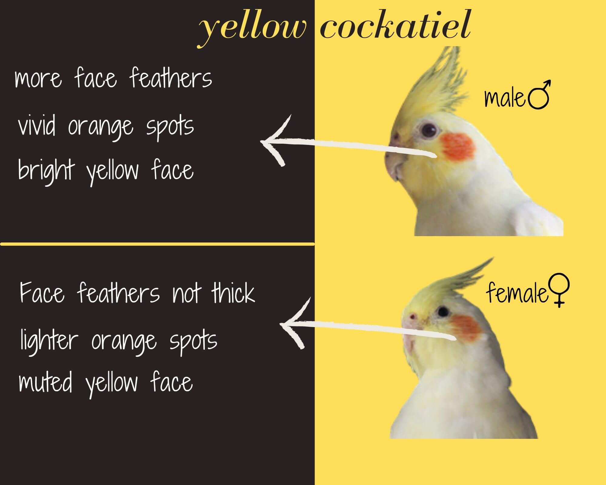 yellow cockatiel head