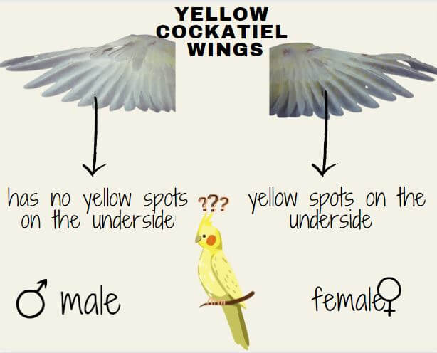 yellow cockatiel wings