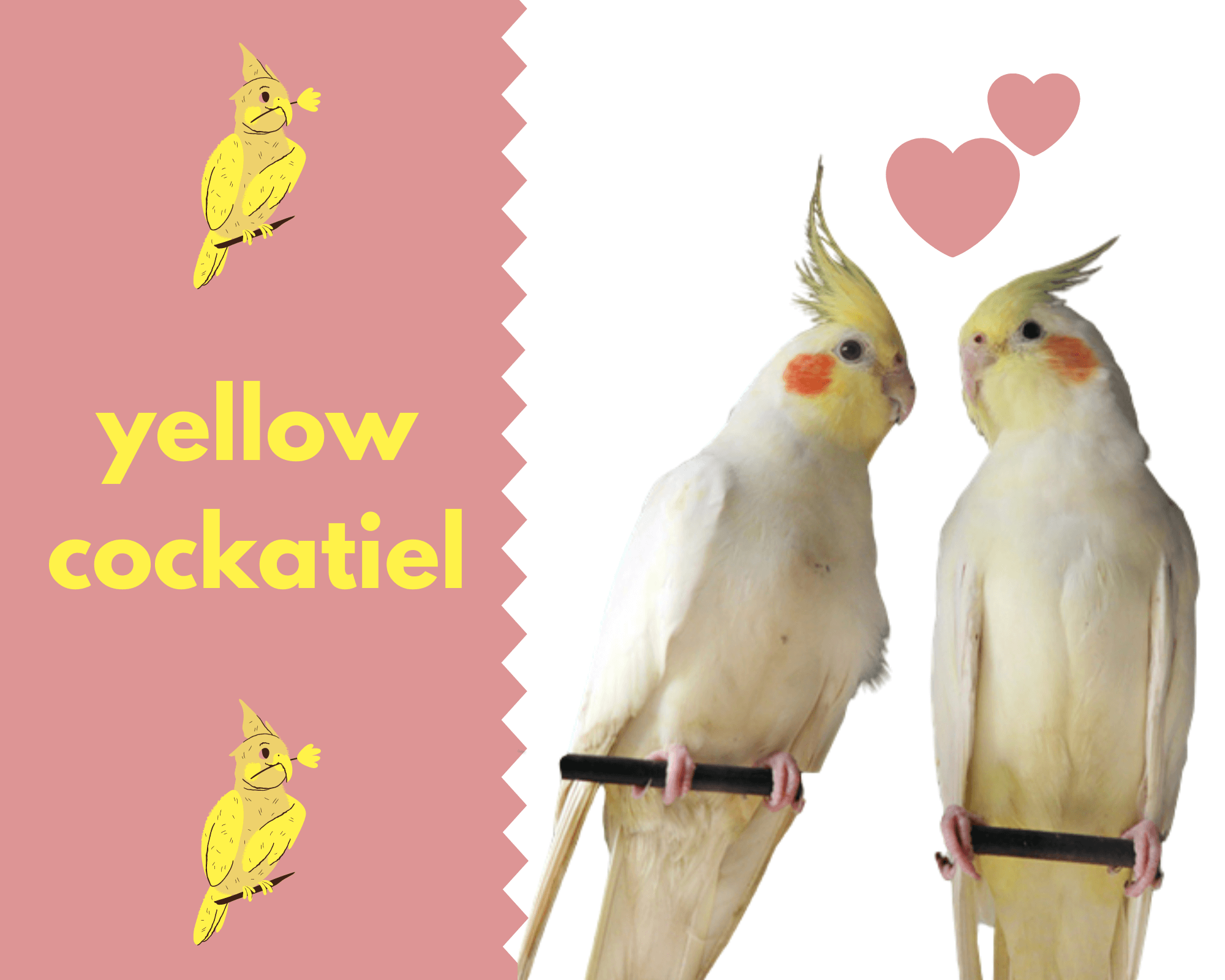 yellow cockatiel