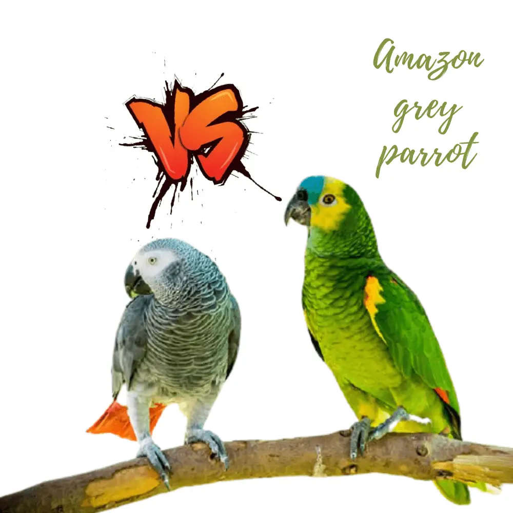 Amazon grey parrot