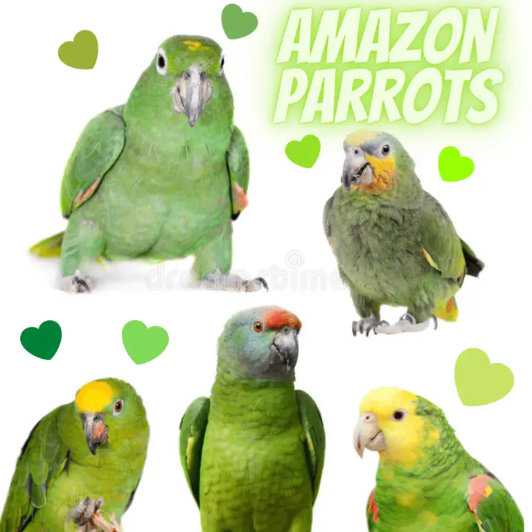 Amazon Parrots - Amazon Parrot Types | Distribution And Habitat