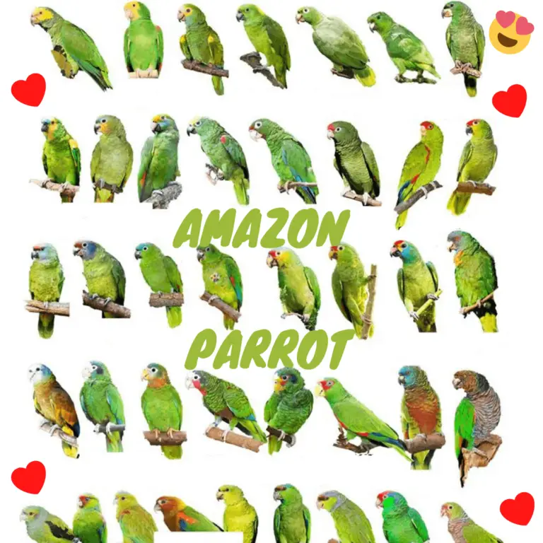 Amazon Parrots - Amazon Parrot Types | Distribution And Habitat