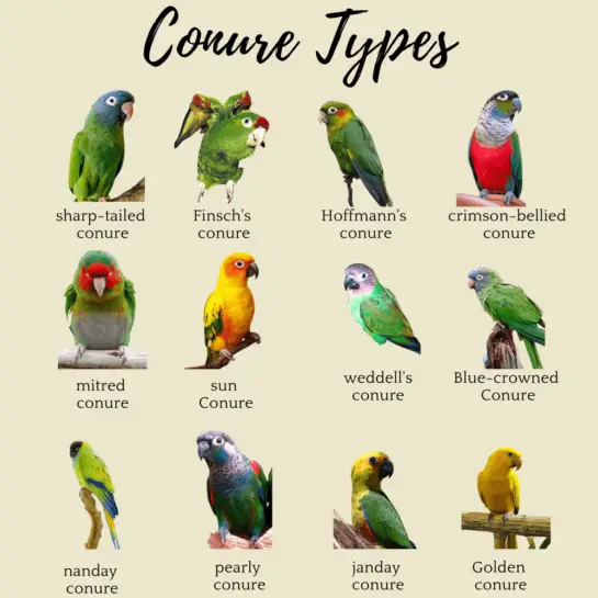 Conure Types - Mutations List of conure