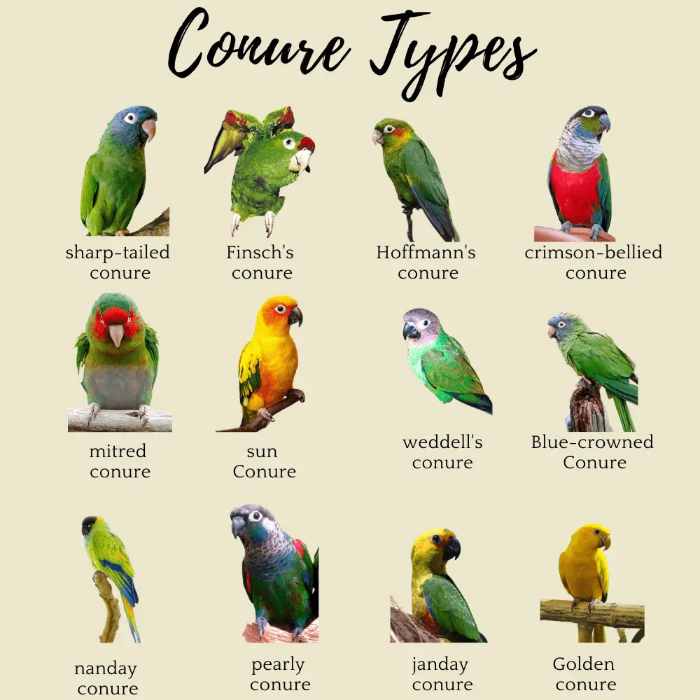 Conure Types