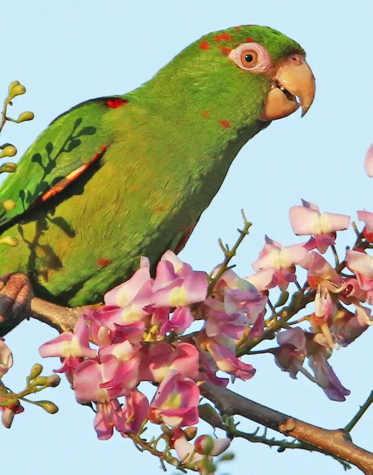 Cuban parakeet